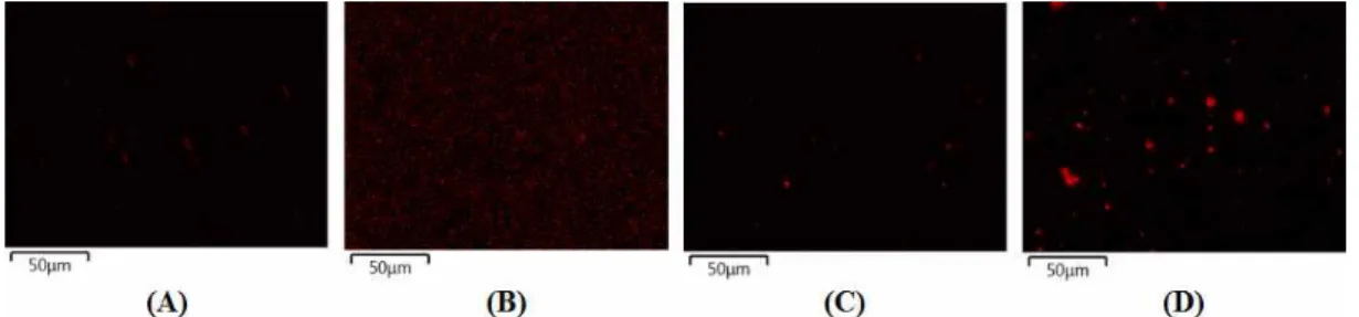 Fig.  7.  Zr  mapping  results  of  coated  PET  films  with  5  wt%  of  ;  (A)  OBZ2,  (B)  OBMZ4