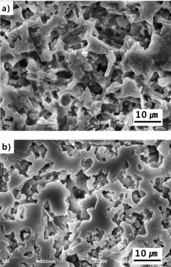Fig. 2. SEM image of surface of diatomite-based support filter: