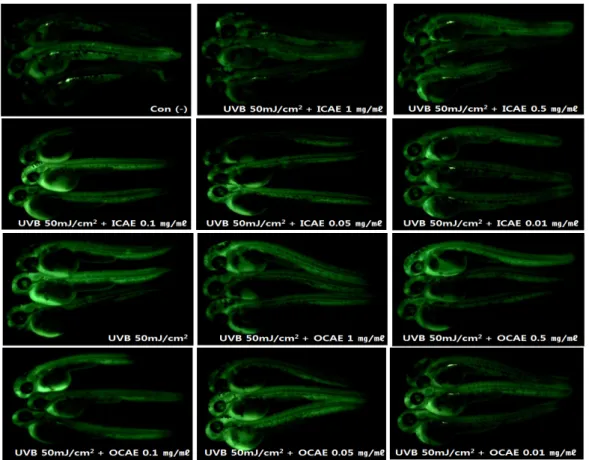 Fig.  3.  Protective  effect  of  ICAE  and  OCAE  against  UVB-induced  ROS  generation  in  zebrafish