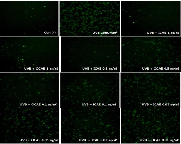 Fig.  6.  Protective  effect  of  ICAE  and  OCAE  against  UVB-induced  ROS  generation  in  HaCaT  cell