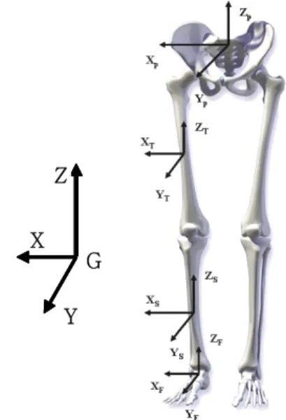 Fig.  2.  Schematic  diagram  for  computing  lower  extremity  joints  angles  and  moments.