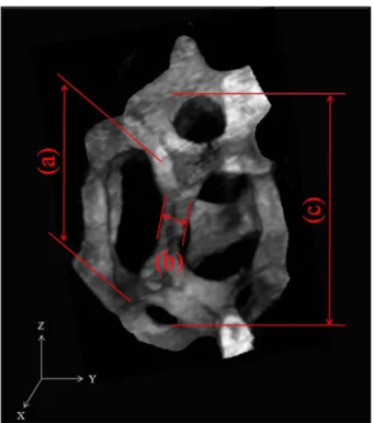 Fig. 8. Pore structure analysis of Fe foam fabricated by slurry coating process; (a) pore size, (b) strut thickness and (c) cell size.