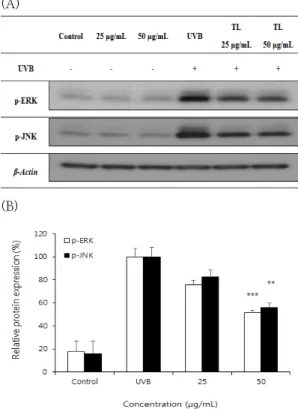 Fig.  4.  Inhibitory  effects  of  Tagetes  L.   extract  on  UVB-induced  activation  of  p-JNK  and  p-ERK  in  HDF  cells