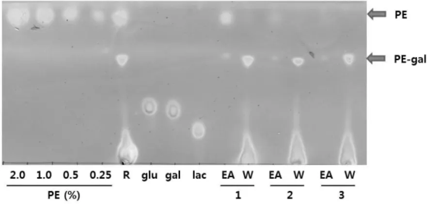 Fig.  3.  TLC  analysis  after  the  extraction  of  reaction  mixture  using  EA.  EA  and  W  indicates  ethyl  acetate  and  water  phase,  respectively,  after  the  extraction  of  reaction  mixture