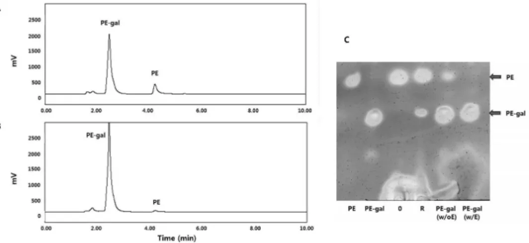 Fig. 4. Comparison  of  purified  PE-gal  without  and  with  EA  extraction.  HPLC  chromatograms  of  purified  PE-gal  (A)  without  and  (B)  with  EA  extraction