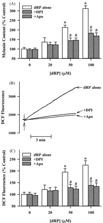 Fig. 1. Effects of dRP on cell viability in B16 melanoma cells.