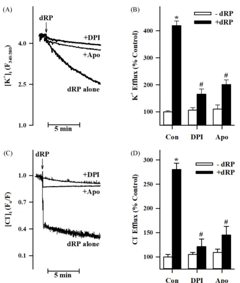Fig. 5. Involvement of NOX in the dRP-induced KCC activation in B16 melanoma cells. The data (A) and (C) represent intracellular K +  and Cl −  changes with time, respectively