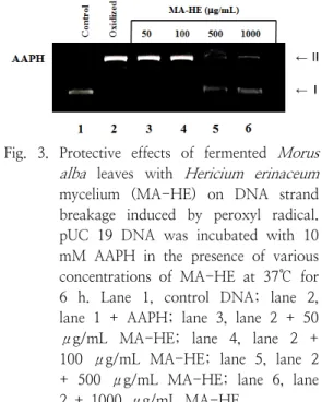 Fig.  3.  Protective  effects  of  fermented  Morus  alba   leaves  with  Hericium  erinaceum  mycelium  (MA-HE)  on  DNA  strand  breakage  induced  by  peroxyl  radical