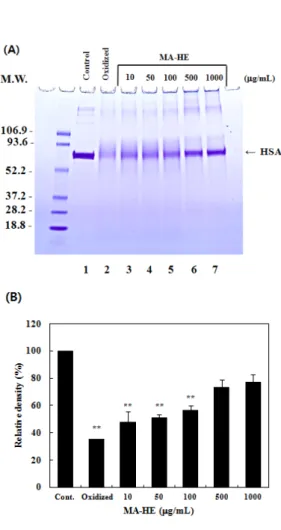 Fig.  4.  Protective  effects  of  fermented  Morus  alba   leaves  with  Hericium  erinaceum  mycelium  (MA-HE)  on  oxidative  modification  of  HSA  induced  by  peroxyl  radical