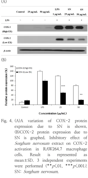 Fig. 4. (A)A  variation  of  COX-2  protein  expression  due  to  SN  is  shown. 