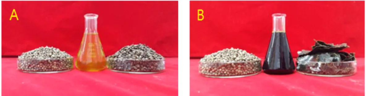 Table  2.  Chromaticity  of  hemp  seed  oils  by  pressuring  and  extruding  methods Chromaticity Extracting  methods