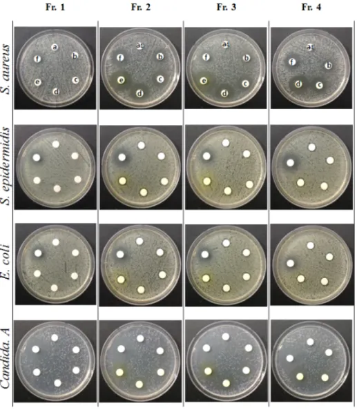 Fig.  1.  Antimicrobial  activity  of  Fraction  1,  2,  3,  4.  of  Coptis  Radix.    a  :  distilled  wate  r(control(-)),  a-1  (control(-))  :  dimethyl  sulfoxide  (DMSO),  b  :  0.50  mg/mL,  c  :  1.00  mg/mL,  d  :  2.00  mg/mL,  e  :  4.00  mg/mL,