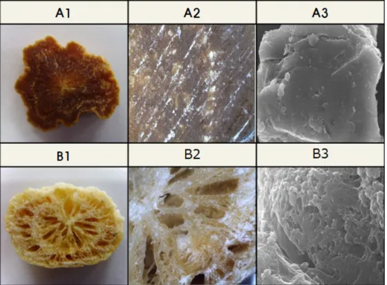 Fig.  1.  Scanning  electron  micrographs  of  microwave-assisted  low  temperature  vacuum  dry  in  red  ginseng
