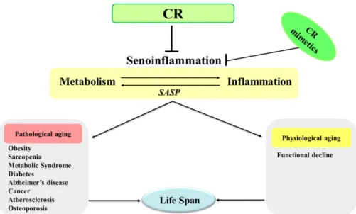 Fig. 2. Senoinflammation as risk factors for pathological and physiological aging. Multi-phase senoinflammatory networks of pro- pro-inflammatory aging pathways are characterized by elevated secretory activities of pro-pro-inflammatory cytokines, chemokine