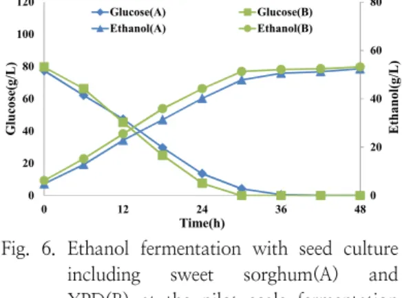 Fig.  6.  Ethanol  fermentation  with  seed  culture  including  sweet  sorghum(A)  and  YPD(B)  at  the  pilot  scale  fermentation  system     결론적으로  단수수착즙액을  발효종균으로  사용 함으로서  종균배양을  위한  배지가격을  효과적으 로  낮출  수  있으며,  동시에  1세대  바이오에탄올  원료인  단수수와  2세대  바이오매스