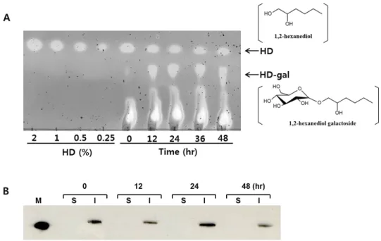 Fig.  1.  HD-gal  synthesis  using  β-gal-containing  E.  coli   cells.  (A)  TLC  analysis  for  HD  and  HD-gal  during  48  hr-reaction
