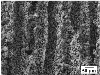 Fig. 5. SEM image of cross section parallel to the camphene growth direction for the porous W: (a) heat release to bottom and radial direction and (b) heat release only to bottom direction.