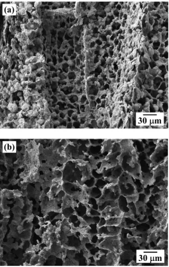 Fig. 6. SEM image of cross section parallel to the camphene growth direction: (a) near the top part and (b) near the bottom part of the porous W.