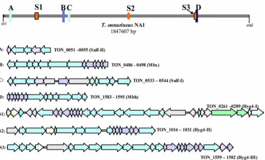 Fig. 1. Representative map of hydrogenase gene clusters in  T. onnurineus  NA1. 