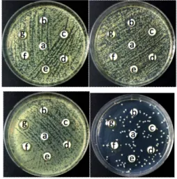 Fig.  1.  Cell  viability  of  RC  oil  from  the  coffee  grounds  with  n-hexane  on  B16F10  melanoma  cell  line.