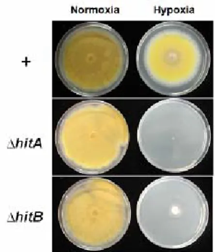 Fig. 2. Growth phenotypes of wild type (+),  ΔhitA