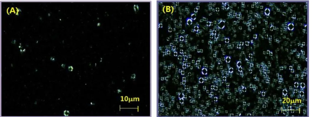 Fig.  5.  Droplet  size  of  liquid  crystal  droplets  observed  by  polarized  microscopic  analysis.