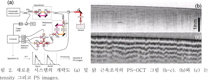 그림  2.  새로운  시스템의  개략도  (a)  및  닭  근육조직의  PS-OCT  그림  (b-c).  (b)와  (c)  는  각각  intensity  그리고  PS  images