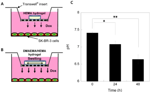 Fig.  5.  Schematic  illustration  of  Transwell ®   system  which  was  used  for  efficient  Dox  release  to  SK-BR-3  cells  and  swelling  effects  of  (A)  non-pH-responsive  HEMA  (100%)  and  (B)  pH-responsive  DMAEMA/HEMA  (30/70,  mol/mol%)  hyd