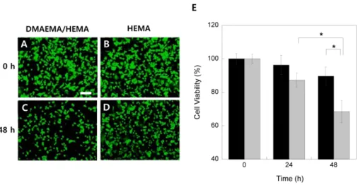 Fig.  6.  Fluorescent  microscopy  images  of  SK-BR-3  cells  at  (A-B)  0  and  (C-D)  48  hours  treated  with  (A-C)  pH-responsive  Dox-loaded  30/70  DMAEMA/HEMA  (mol/mol%)  hydrogel  cross-linked  with  1.0  wt%  TEGDMA  and  (B-D)  non-pH-responsi