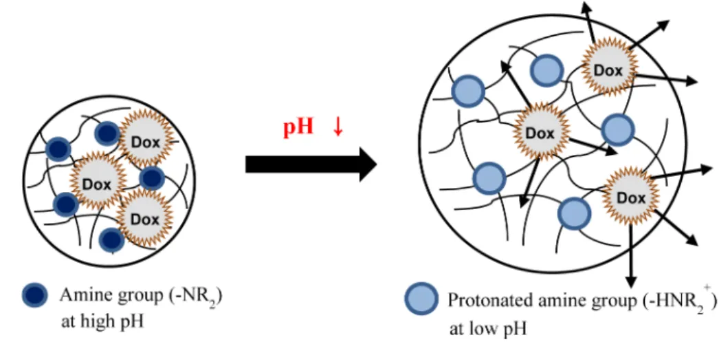Fig.  1.    Schematic  diagram  of  pH-triggered  Dox  release  from  DMAEMA/HEMA  hydrogel  in  acidic  condition.