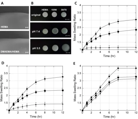 Fig.  2.  SEM  images  of  (A)  pH-responsive  DMAEMA/HEMA  (30/70,  mol/mol%)  and  non-  pH-responsive  HEMA  hydrogels  cross-linked  with  1.0  wt%  TEGDMA
