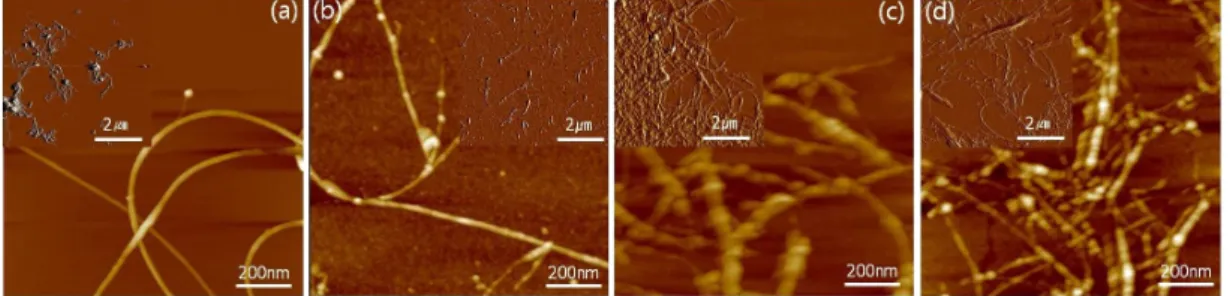 Fig.  1.  AFM  images  of  SWNTs  recovered  from  the  dispersions  of  various  SWNTs  in  DMF;  (a)  neat  SWNTs,  (b)  with  PyC4  modification,  (c)  with  PyC12  modification  and  (d)  with  PyC18  modification.