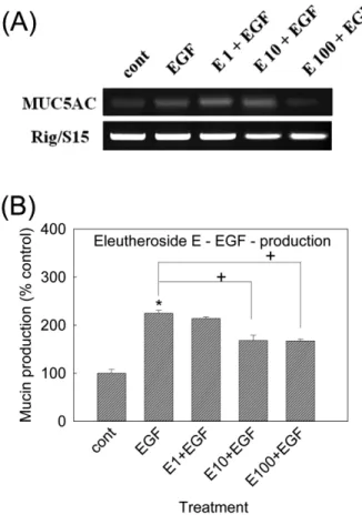 Fig. 4 − Effect of eleutheroside E on EGF-induced MUC5AC gene expression and mucin production from NCI-H292 cells.