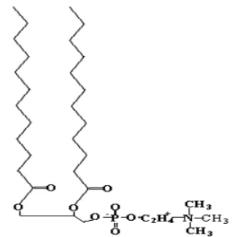 Fig.  1.  Molecular  structures  of  the  L-α               -dimyristoylphosphatidylcholine(DMPC)