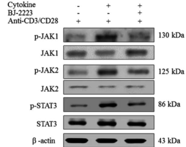 Fig. 5 − BJ-2223 attenuates DSS induced colitis. 
