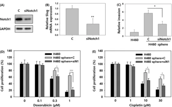 Fig. 5 – Effect of Notch1 siRNA on invasion capacity and the acquired drug resistance of H460 spheres