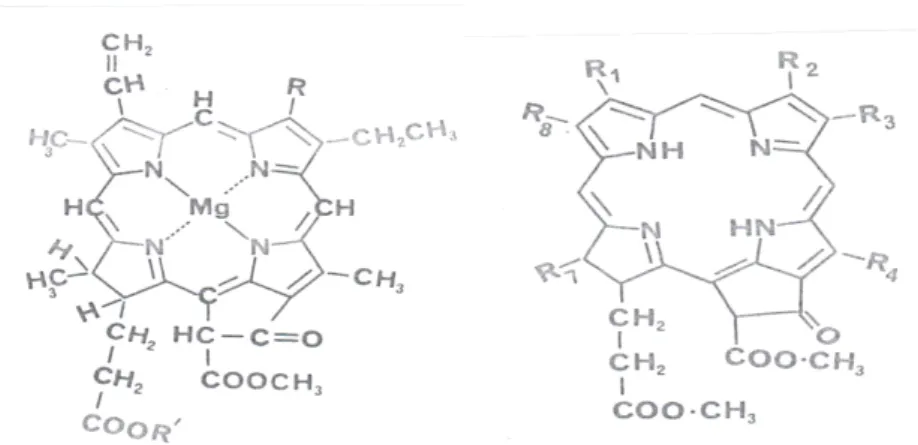 Fig.  1.  Molecular  structures  of  (a)  Phorphyrin  A,  and  (b)  Phorphyrin  C. 