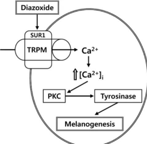 Fig. 3 – Role of TRPM channels in the H 2 O 2 -induced increased intracellular Ca 2+  concentration and stimulation of melanin synthesis in B16 melanoma cells