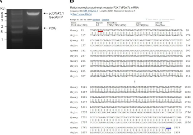 Fig. 1. Restriction endonuclease analysis and sequencing of cDNA encoding P2X 7 . (A) Lane 1: 1 Kb DNA ladder