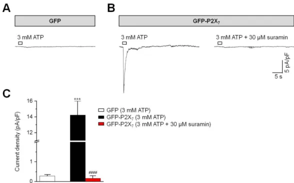 Fig. 4. Blockade of ATP-induced current by suramin in HEK293 cells expressing P2X 7  receptors