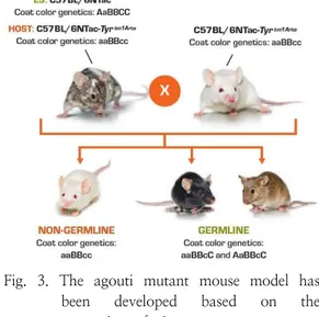 Fig.  3.  The  agouti  mutant  mouse  model  has  been  developed  based  on  the  expression  of  pigments