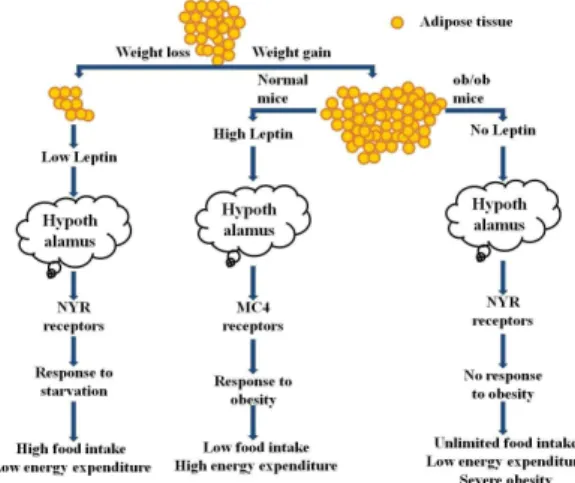 Fig. 4. Illustrating  diagram  explain  the  role  and  mechanism  of  leptin  signaling  in  normal  mice  and  ob/ob  (leptin  defecting)  mice