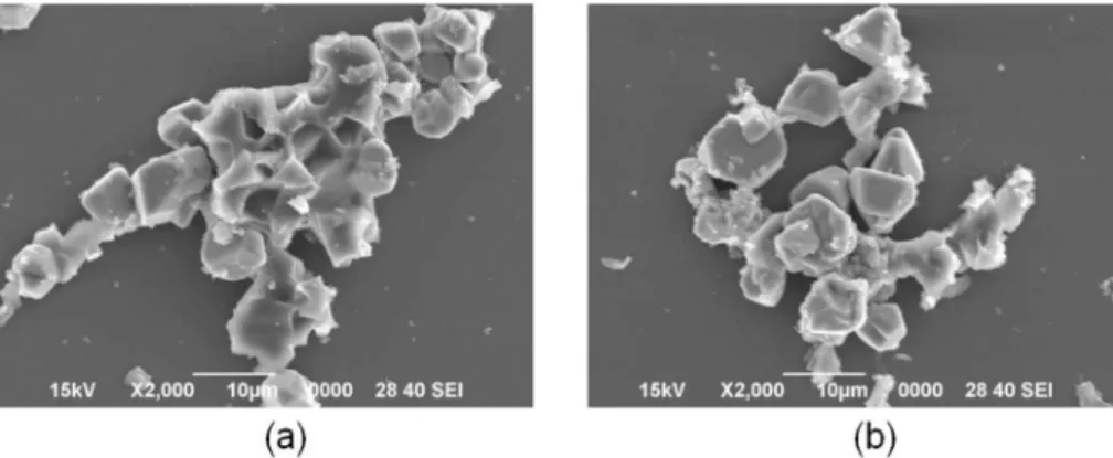 Fig. 6. SEM images of particles using Li 2 CO 3  as precursor (a) Li/Co=1.00 and (b) Li/Co=1.05.