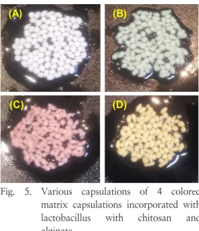 Fig.  4.  Microscope  of  1st  sucrose  ester  cream  in  corporate  with  lactobacillus; 