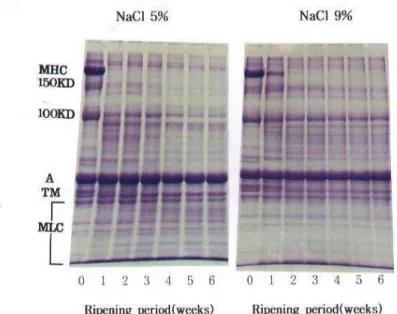 Fig.  8.  SDS-PAGE  patterns  of  salted  squid  mantle  protein  during                fermentation  at  10 o C
