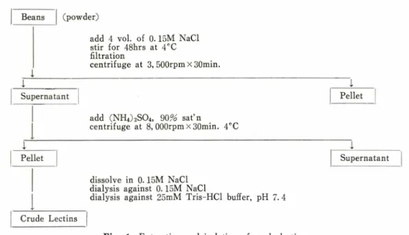 Fig.  1ᅳExtraction  and  isolation  of  crude  lectins.