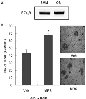 Fig. 1 − The effect of P2Y 6 R antagonist on osteoclast formation in coculture. (A) The mRNA expression of P2Y 6 R on mouse BMMs and osteoblasts (OB)