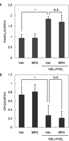 Fig. 3 − The effect of P2Y 6 R antagonist on RANKL and OPG mRNA expression. Primary osteoblasts were cultured with VitD 3 and PGE 2  for 24 hrs with or without 0.3 μM MRS 2578.