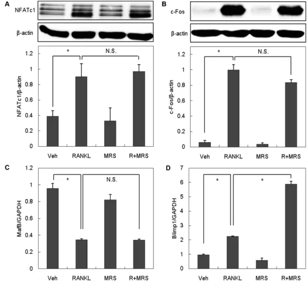 Fig. 5 − The effect of P2Y 6 R antagonist on RANKL-induced NFATc1, c-Fos, MafB and Blimp1 expression