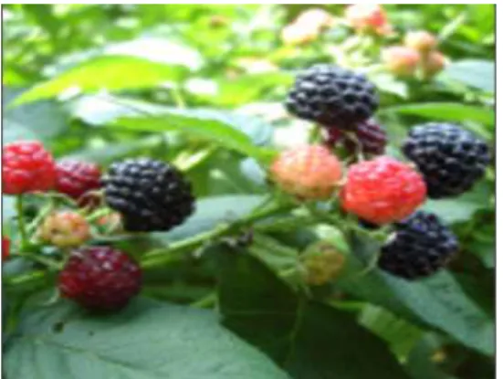 Fig. 2. Fermentation process from fruit of Bokbunja rubus by enzyme.